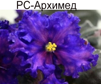 РС-Архимед (Репкина)  НОВИНКА КАТАЛОГА!