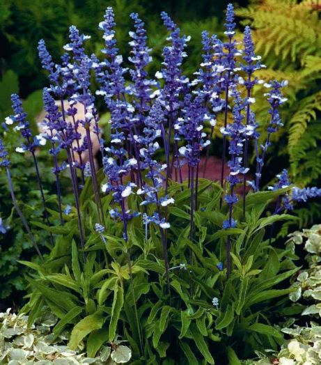 Сальвия мучнистая (Salvia farinacea) Fairy Queen, 100 семян