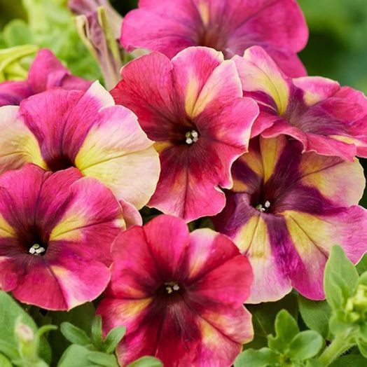 Петуния многоцветковая (Petunia multiflora F1) Shake raspberry, 50 драже