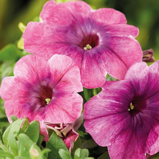 Петуния многоцветковая (Petunia multiflora F1) Shake cherryberry, 50 драже