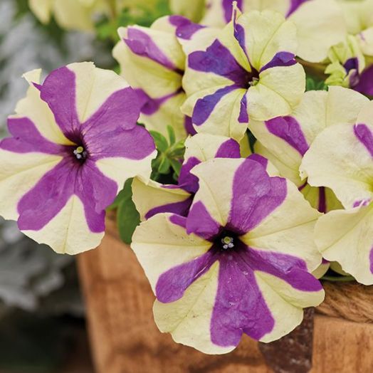 Петуния многоцветковая (Petunia multiflora F1) Shake grapeberry, 50 драже