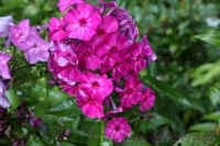 Флокс 'Амарантризе' / Phlox 'Amaranthriese'