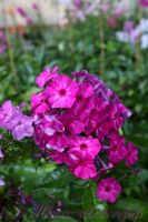 Флокс 'Амарантризе' / Phlox 'Amaranthriese'