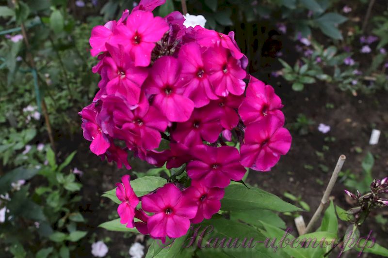 Флокс 'Амарантризе' / Phlox 'Amaranthriese'