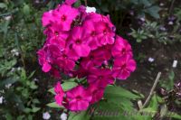 Флокс 'Амарантризе' / Phlox 'Amaranthriese'