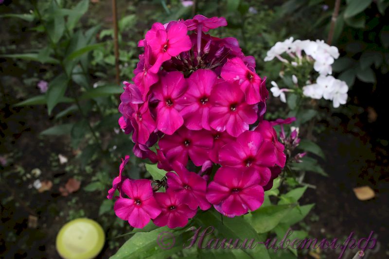 Флокс 'Амарантризе' / Phlox 'Amaranthriese'