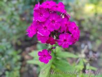 Флокс 'Амарантризе' / Phlox 'Amaranthriese'
