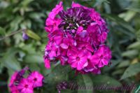 Флокс 'Амарантризе' / Phlox 'Amaranthriese'