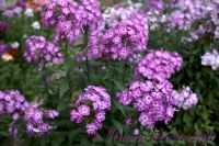 Флокс 'Лавандия' /  Phlox 'Lavandia'