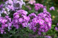 Флокс 'Лавандия' /  Phlox 'Lavandia'