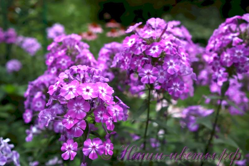 Флокс 'Лавандия' /  Phlox 'Lavandia'