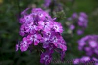 Флокс 'Лавандия' /  Phlox 'Lavandia'