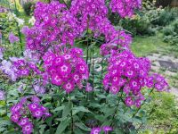 Флокс 'Лавандия' /  Phlox 'Lavandia'
