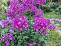 Флокс 'Лавандия' /  Phlox 'Lavandia'