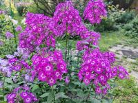 Флокс 'Лавандия' /  Phlox 'Lavandia'