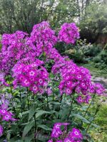 Флокс 'Лавандия' /  Phlox 'Lavandia'