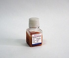 Сыворотка новорожденных телят жидкая, для культур клеток, BioWest (Франция), стерильная, PET, 100 мл