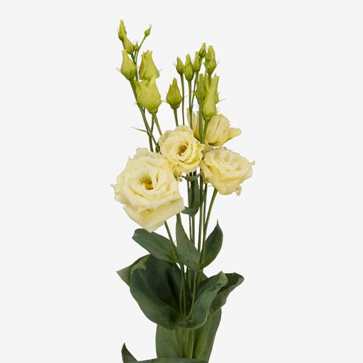 Эустома(Лизиантус) махровая (Eustoma grandiflorum) Alissa Yellow, 50 драже