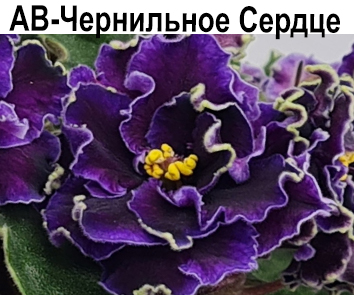 АВ-Чернильное Сердце (А. Тарасов)