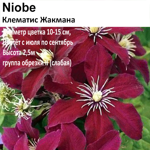 Клематис Жакмана Niobe (крупноцветковый)