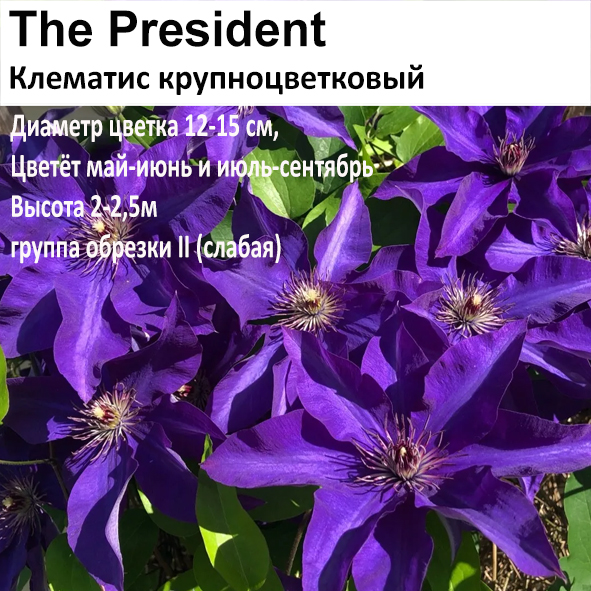 Клематис крупноцветковый The President