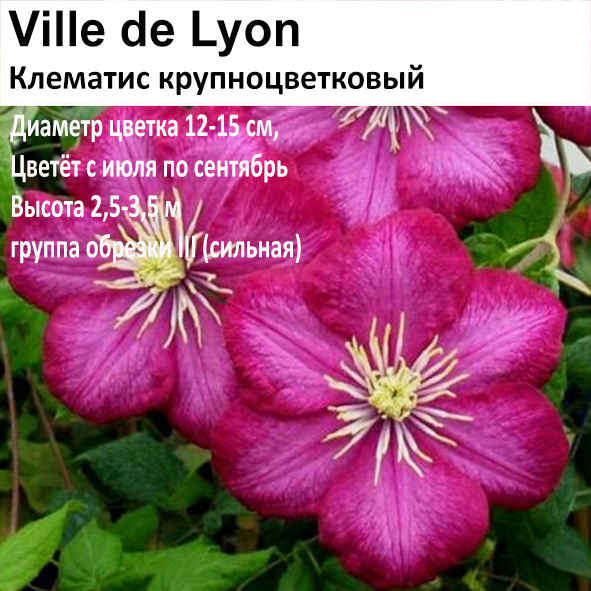 Клематис крупноцветковый Ville de Lyon