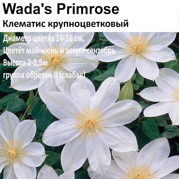 Клематис крупноцветковый Wada's Primrose
