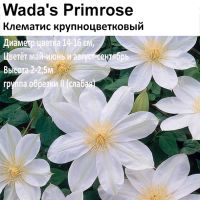 Клематис крупноцветковый Wada's Primrose
