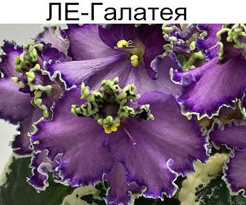 ЛЕ-Галатея (Лебецкая)