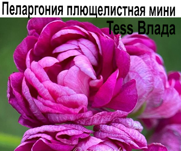 Пеларгония плющелистная карликовая Тесс-Влада