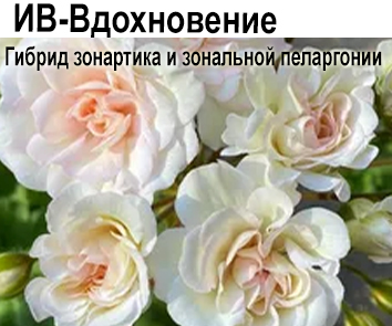 Пеларгония зонартик ИВ-Вдохновение