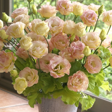 Эустома(Лизиантус) махровая (Eustoma grandiflorum) Croma Champagne, 50 драже