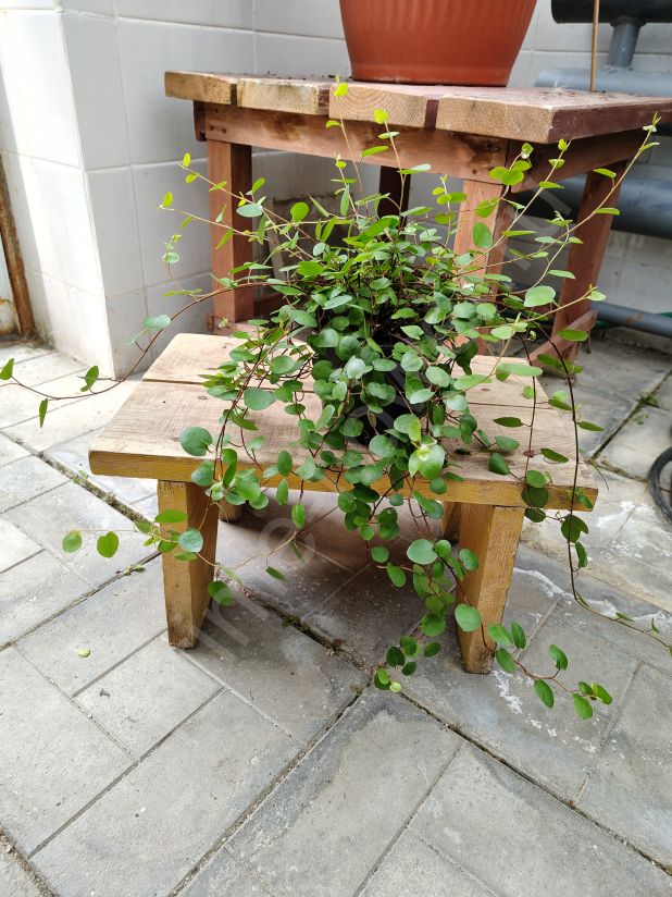Мюленбекия "Muehlenbeckia complexa"
