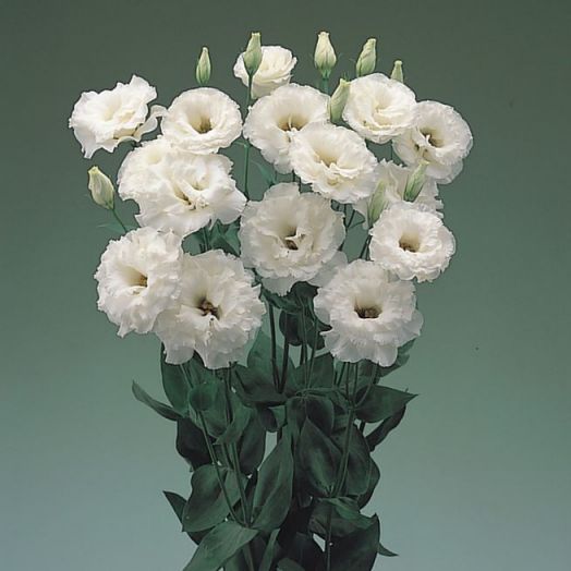 Эустома(Лизиантус) махровая (Eustoma grandiflorum) Super Magic White, 50 драже