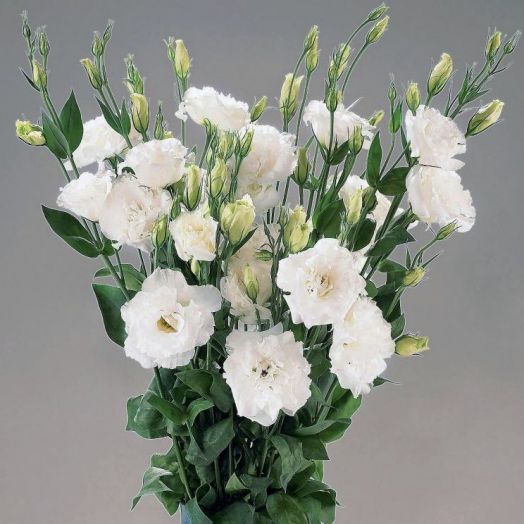 Эустома(Лизиантус) махровая (Eustoma grandiflorum) Super Magic Pure White, 50 драже