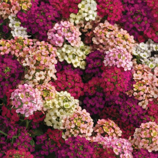Алиссум морской (Alyssum maritima) Easter Bonnet Mix, 1000 семян