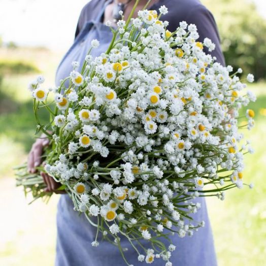 Аммобиум крылатый (Ammobium alatum), 5г семян