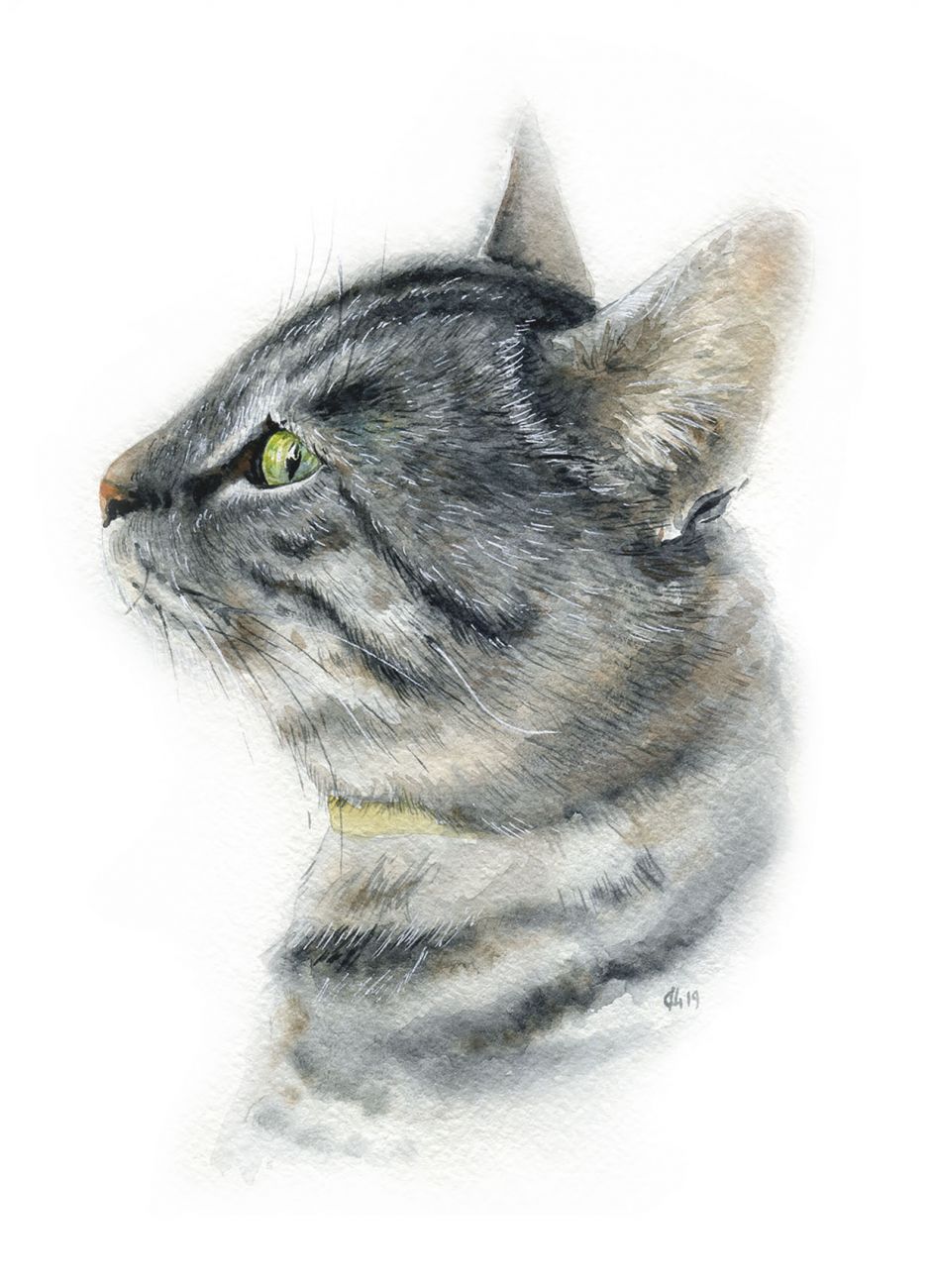 Кошачьи истории 10