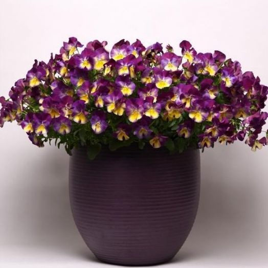 Виола виттрока (Viola wittrockiana) Cool Wave Raspberry Swirl, 10 семян