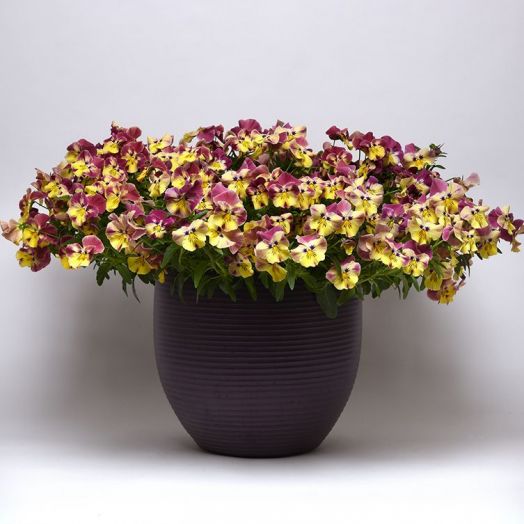 Виола виттрока (Viola wittrockiana) Cool Wave Strawberry Swirl, 10 семян