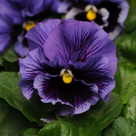 Виола виттрока (Viola x wittrockiana) Frizzle Sizzle Blue, 100 семян