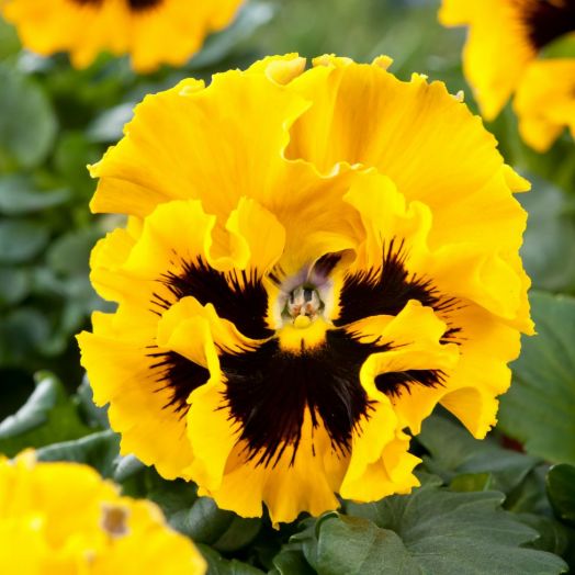 Виола виттрока (Viola x wittrockiana) Frizzle Sizzle Yellow, 100 семян