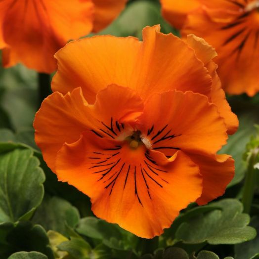 Виола виттрока (Viola x wittrockiana) Frizzle Sizzle Orange, 100 семян