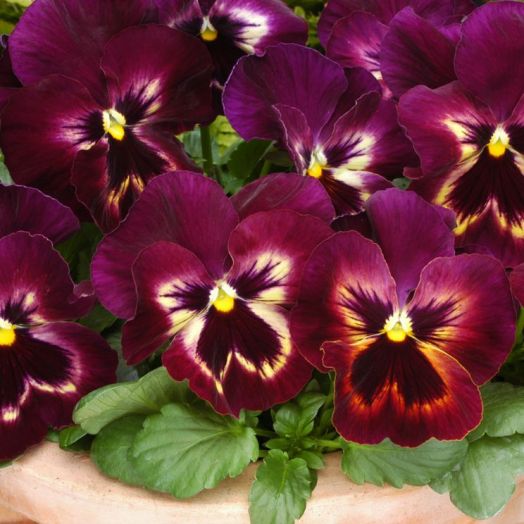 Виола виттрока (Viola wittrockiana) Matrix Sangria, 100 семян