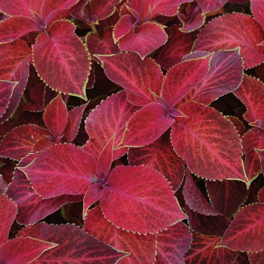 Колеус гибридный (Coleus hybrida) Wizard Velvet Red, 100 семян