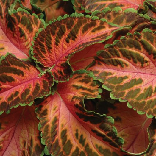 Колеус гибридный (Coleus hybrida) Wizard Coral Sunrise, 100 семян