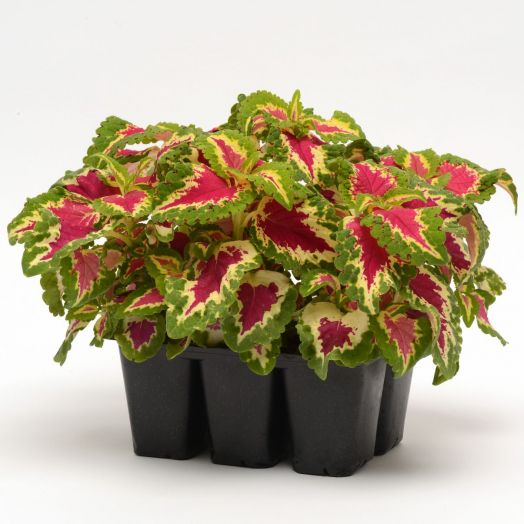 Колеус гибридный (Coleus hybrida) Wizard Rose, 100 семян
