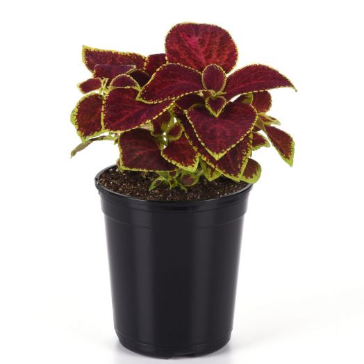 Колеус гибридный (Coleus hybrida) Wizard Scarlet, 100 семян