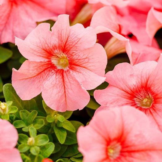 Петуния крупноцветковая (Petunia grandiflora F1) Limbo peach, 100 драже