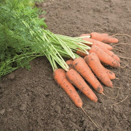 Морковь Карини, 5г семян